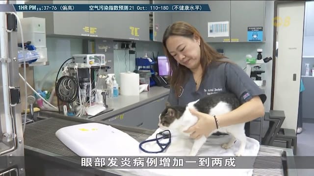 烟霾来袭宠物也受影响 呼吸道及眼部病例增20%至30%