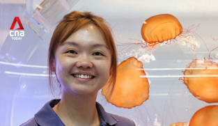 Meet the 'mother' of sea jellies at Singapore Oceanarium