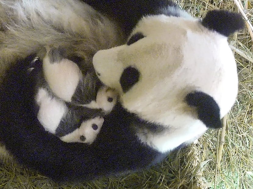 Panda mother Yang Yang holding her twins (Fu Beng and Fu Ban) at the Tiergarten Schönbrunn Vienna zoo on Sept 3, 2016, about a month after they were born on Aug 7, 2016. Photo: AFP