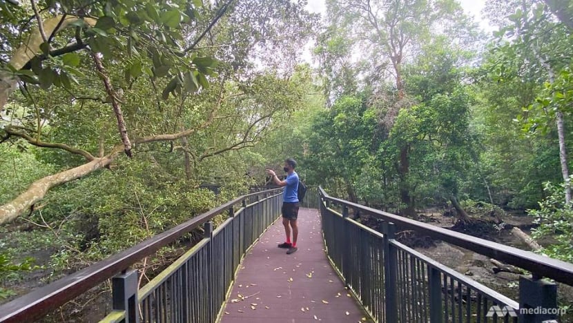 CNA explores Singapore on foot (Day 4): Getting into hot water and searching for crocs CNA explores Singapore on foot (Day 4): Getting into hot water and searching for crocs