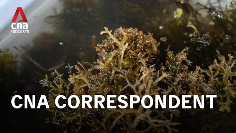 CNA Correspondent - The hidden costs of Indonesia's seaweed success