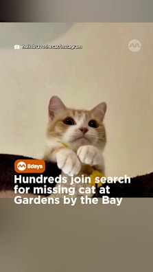 Bravo the cat's distraught owner reveals that he suffers from asthma and requires medical attention The search has been ongoing since May 10 #8dayssg #8dayssgtrending #catsoftiktok #lostpet #gardensbythebay  Credit: hellobravothecat