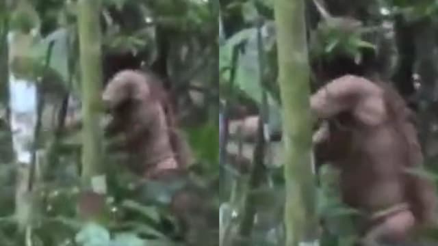 种族灭绝！巴西亚马逊“洞穴原住民”最后一人逝世