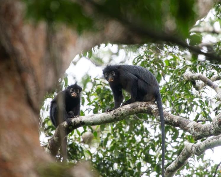 Scientists find new monkey species in Congo's rainforest