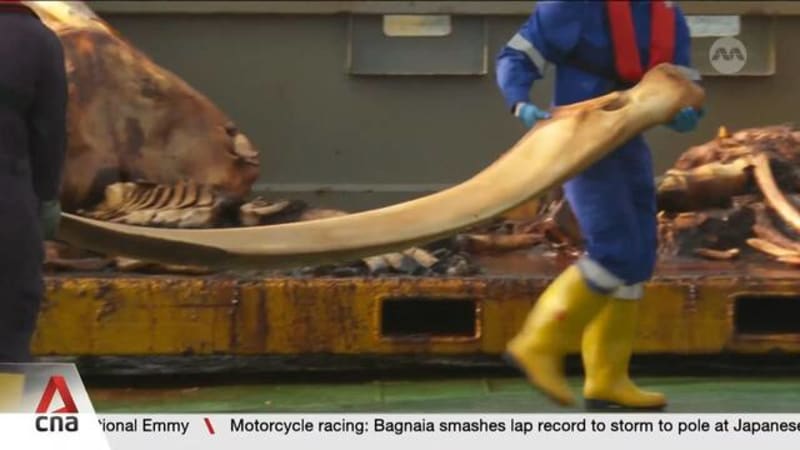 Baleen whale carcass found in Singapore waters likely collided with a vessel, died from impact