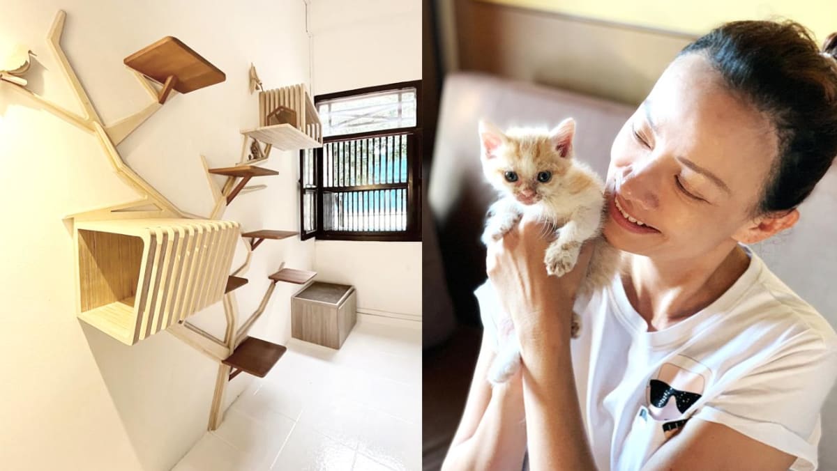 In Singapore, a new 'luxury' cat hotel for rescued kitties and cats on  staycation - CNA Lifestyle
