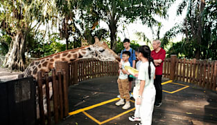 Window Into The Wild - Beyond the Zoo