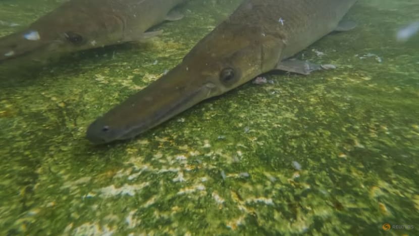 Cuban scientists race against time to save fish as old as the dinosaurs