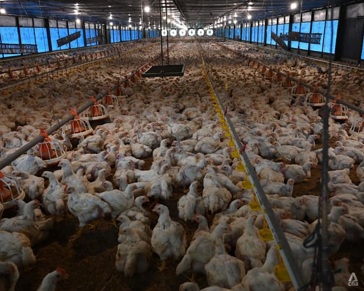 ‘The farms were so inefficient’: Indonesian start-ups seek to modernise agriculture