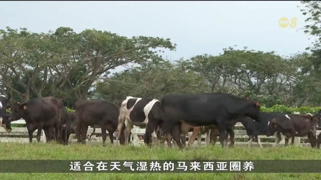 马国计划实现牛奶自给自足 小农户需获更多支持