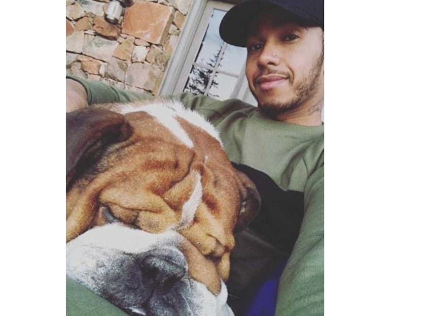 Guess How Much Lewis Hamilton's Bulldog Earns A Day As A Model