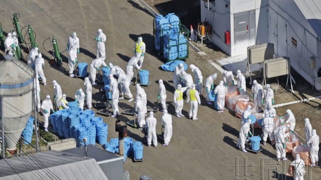 日本北海道养鸡场爆发禽流感