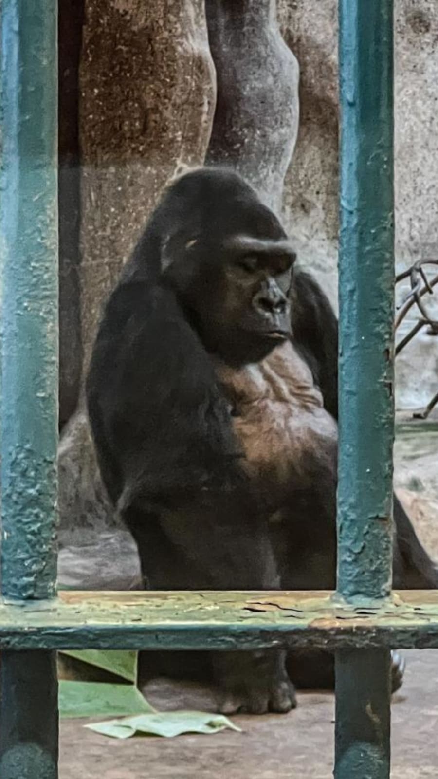 Nearly 40 years in Bangkok mall zoo - the fight for Bua Noi the gorilla