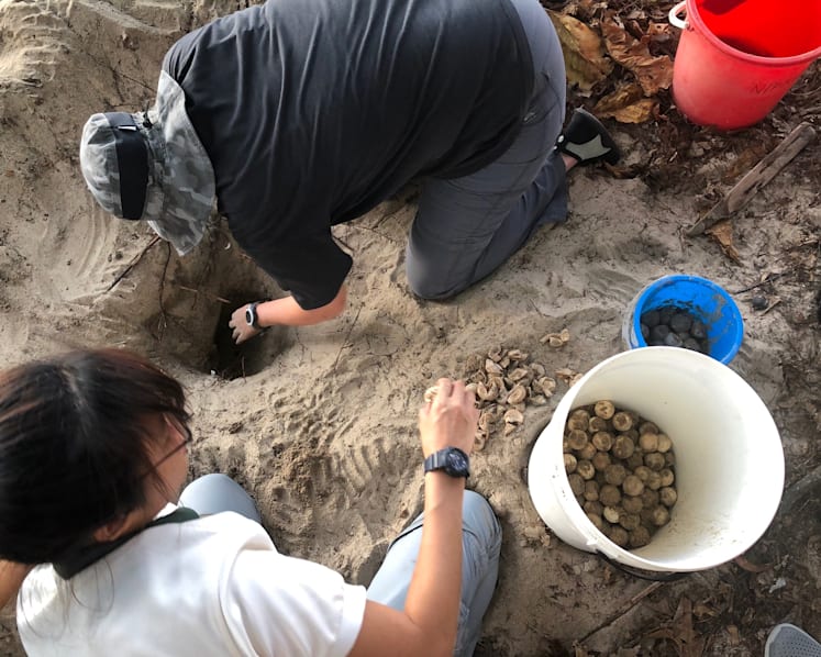 Moving turtle eggs a labour of love as hundreds of volunteers help find nests in Singapore