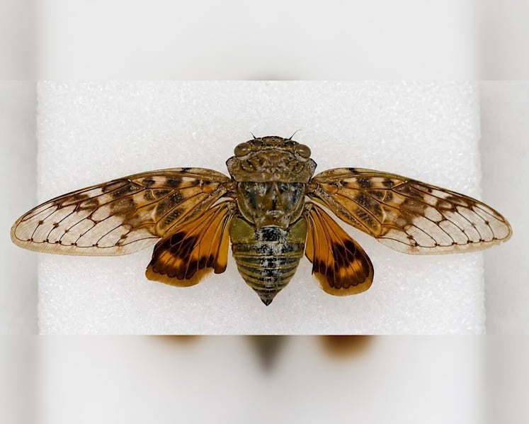 Tampines Changkat pilot to tackle cicada emergence reduces noise, disturbances for residents 