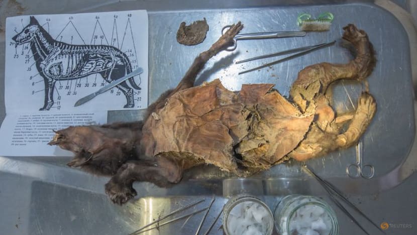 Scientists recover genome from woolly rhino eaten by Ice Age wolf
