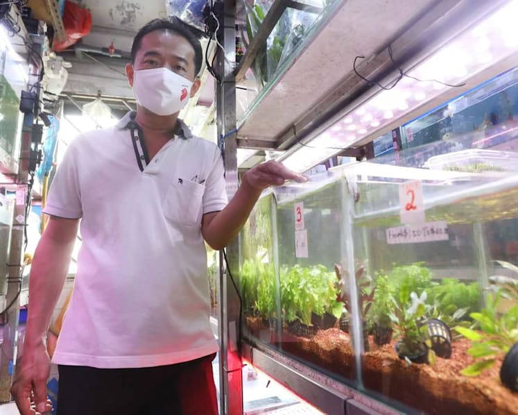 Unable to travel, some young people turn to aquascaping in fish tanks as a different way to escape