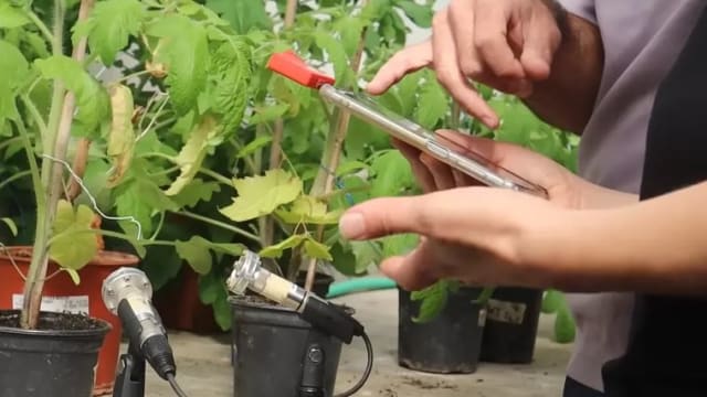 植物也会尖叫 研究：缺水时每小时大叫30到50次