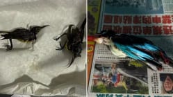 Related article image