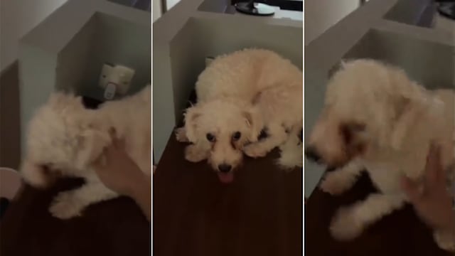 本地女网红被指虐待宠物狗 公园局：已接获通报正在调查