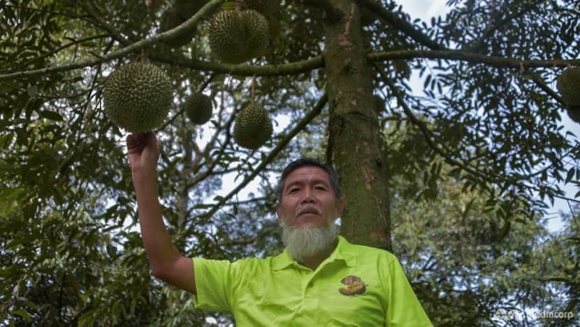 Musang King millionaires: Pahang town's durian businessmen turn wealthy as demand increases Musang King millionaires: Pahang town's durian businessmen turn wealthy as demand increases