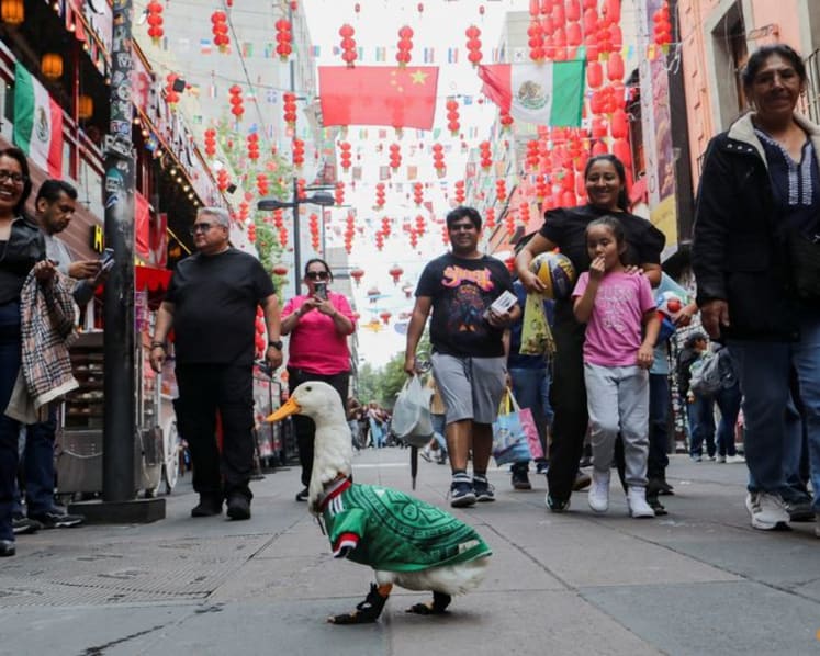 Merlin the duck: From Mexico City streets to World Cup stardom