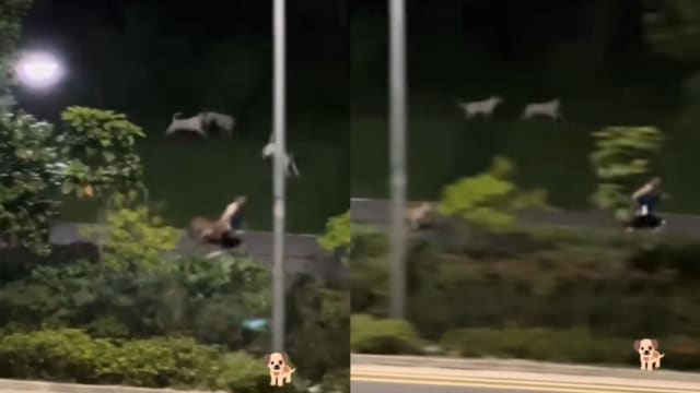 白沙流浪狗狂追路人 公园局：正积极进行诱捕和监视
