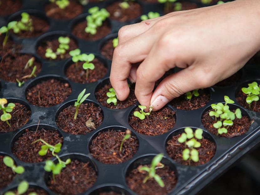 Commentary: To tackle food security, Singapore needs to revolutionise urban farming and raise a new generation of farmers Commentary: To tackle food security, Singapore needs to revolutionise urban farming and raise a new generation of farmers