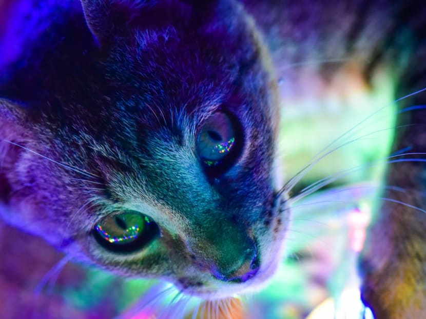 Why do cats glow in the dark? Scientists say it is likely to help them communicate