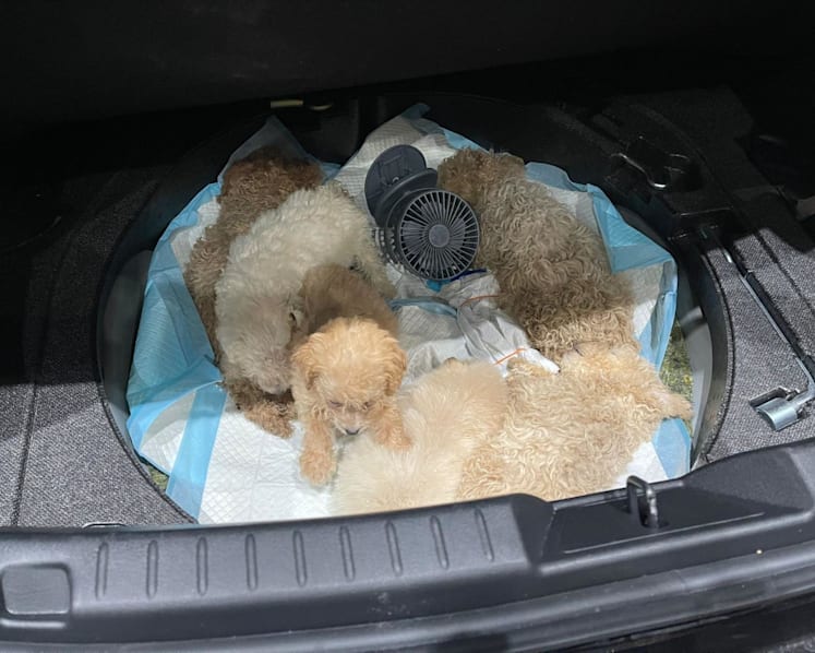 Jail for man who smuggled 26 puppies into Singapore; 19 died