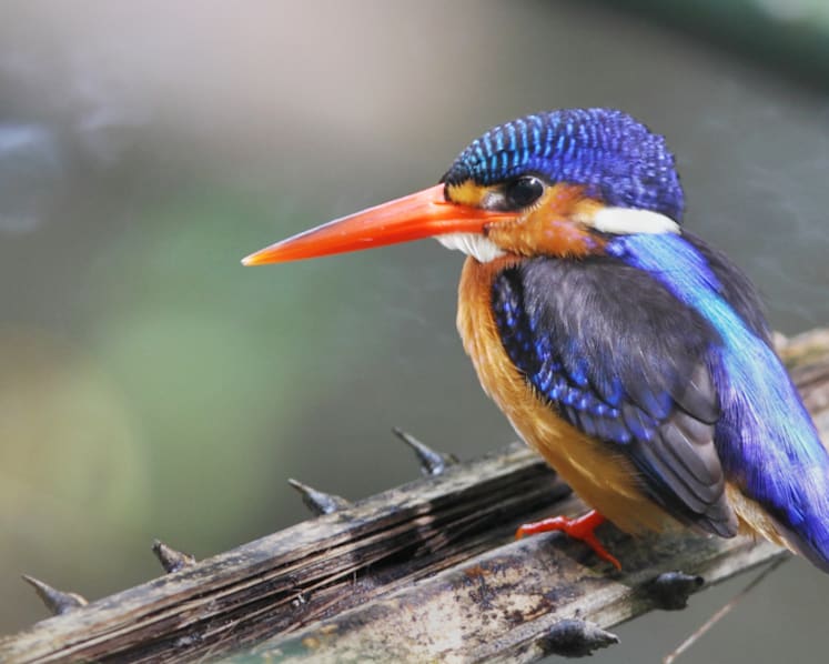 Rich biodiversity on offer as Kranji Marshes open