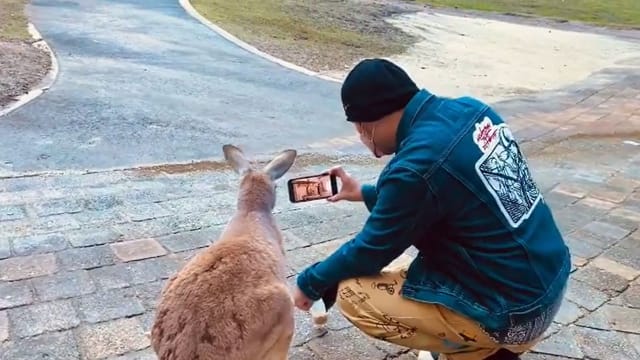 周杰伦跟袋鼠一起看新MV，还认真狂问：可以吗？