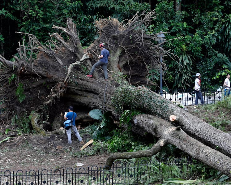 After detailed checks, NParks declares trees in Botanic Gardens’  Palm Valley safe