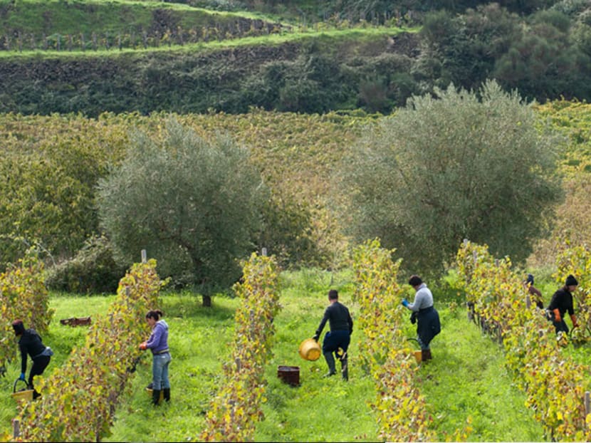 From ashes to tannins: What you need to know about volcanic wines From ashes to tannins: What you need to know about volcanic wines