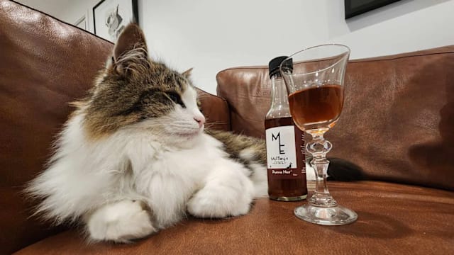 一瓶$10，毛孩专属无酒精红酒来啦！