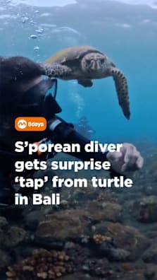 POV: You’re diving in Bali and a turtle taps you like it needs directions 🐢😭 #8dayssg #8dayssgtrending #diving #tiktokforgood #sgtiktok 