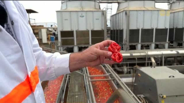 澳洲番茄种植者大幅减少 业者转攻护肤与宠物食品开拓新商机