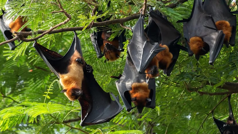 Virus Nipah merebak di India, Kemenkes: Belum ada kasus di Indonesia