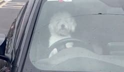 "ஹாங்க்" செய்து உரிமையாளரைக் கூப்பிடும் நாய்