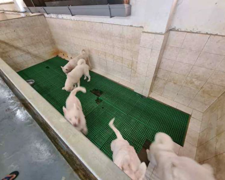 Dog breeder at Sungei Tengah fined S$4,000 for various lapses