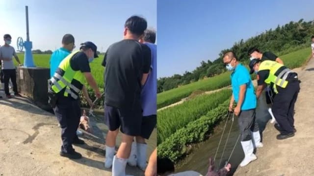 台出现百公斤“五爪猪” 疑会招霉运被弃养后破坏农田