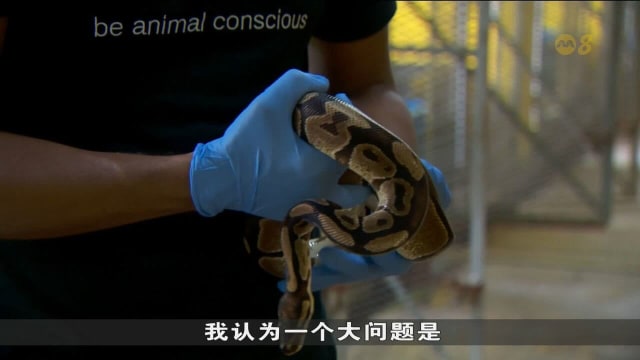 去年收到15份有关养蛇卖蛇的通报 关爱动物研究协会建议民众不要冲动购买蛇类 