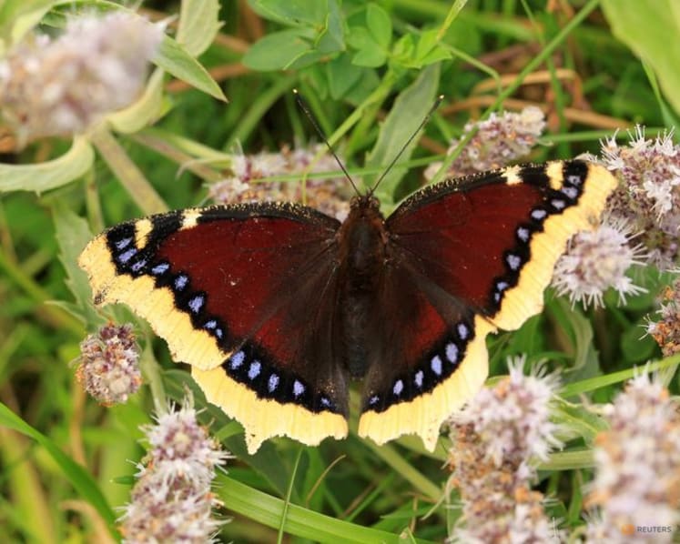 Butterfly wing patterns may trick predators with motion illusions