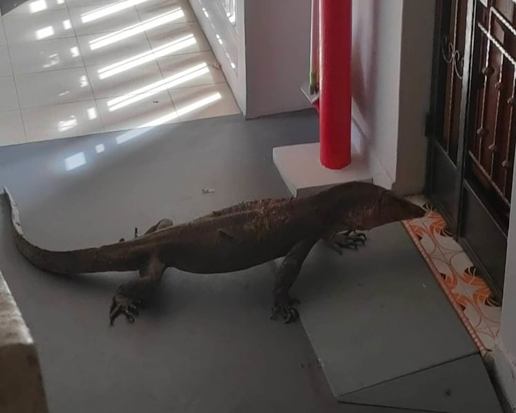 'Pretty scary': Monitor lizard seen outside Bedok North HDB flat 