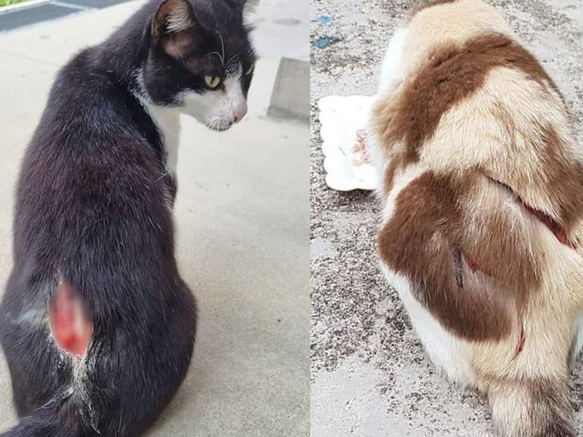 Commentary: Do we need to do more to protect our community cats?