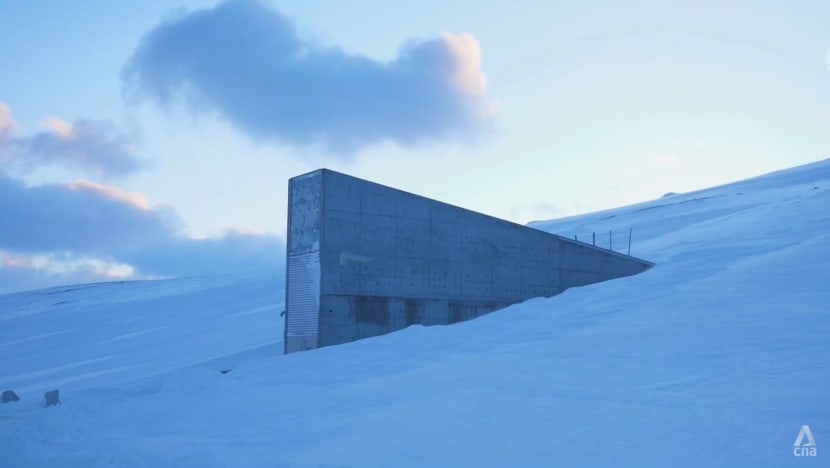 Global seed vault the world’s ‘ultimate insurance policy’ for future food security, say scientists Global seed vault the world’s ‘ultimate insurance policy’ for future food security, say scientists