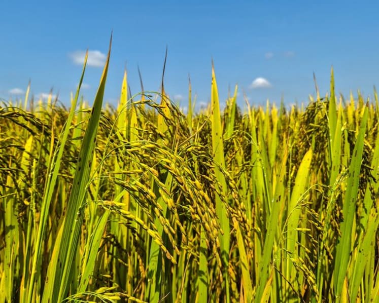 Vietnam rice group proposes export price floor to shield farmers, exporters
