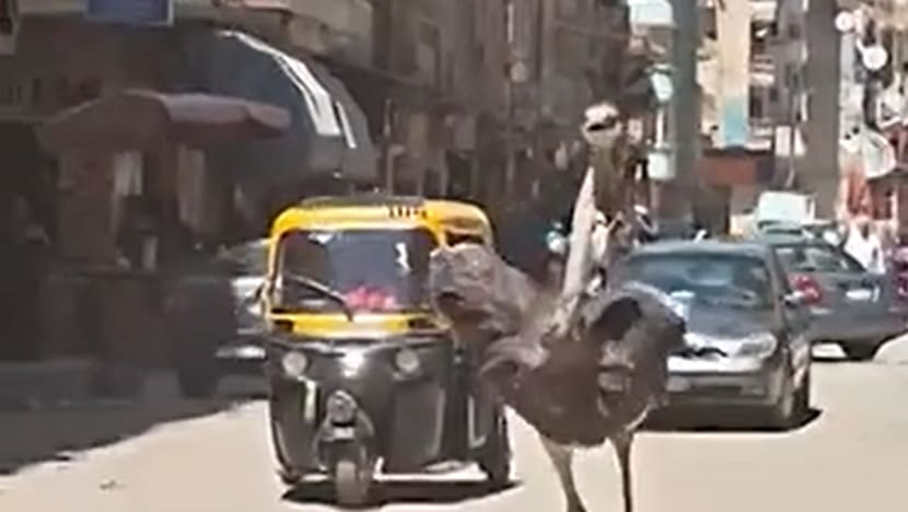 எகிப்து வீதிகளில் வளைந்து நெளிந்து ஓடிய நெருப்புக்கோழி
