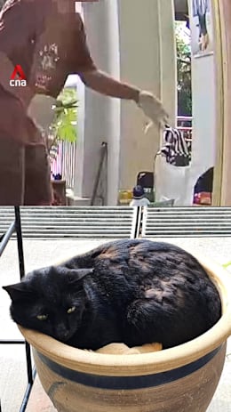 Man seen cutting community cat’s fur and whiskers; case under NParks investigation