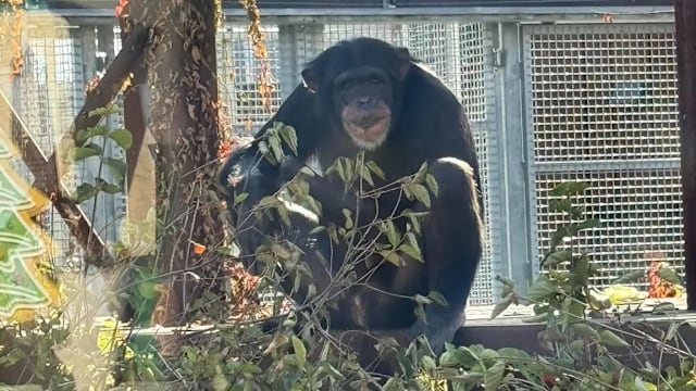 黑猩猩出逃 37名师生被困美国动物园内